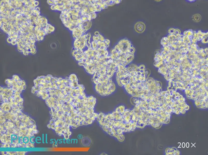 NCI-H187 Cell Complete Medium - 4