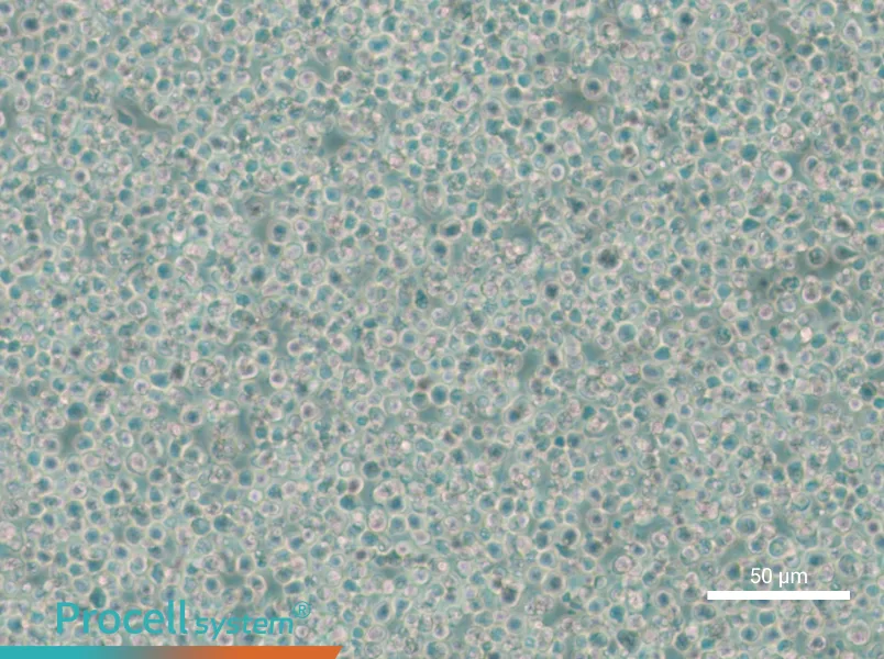 C1498 Cell Complete Medium - small - 5