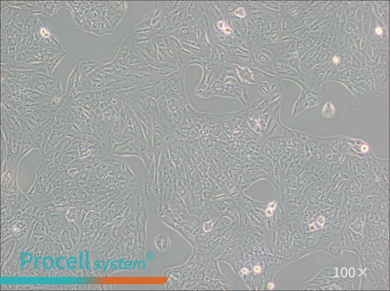 A549-TAX Cell Complete Medium - 2