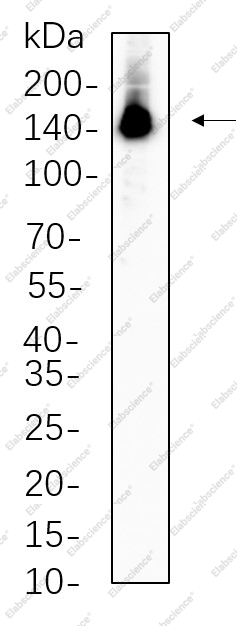 Recombinant Phospho-ULK1 (Ser757) Monoclonal Antibody - 1