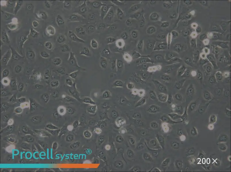 OVCA429 Cell Complete Medium - 6