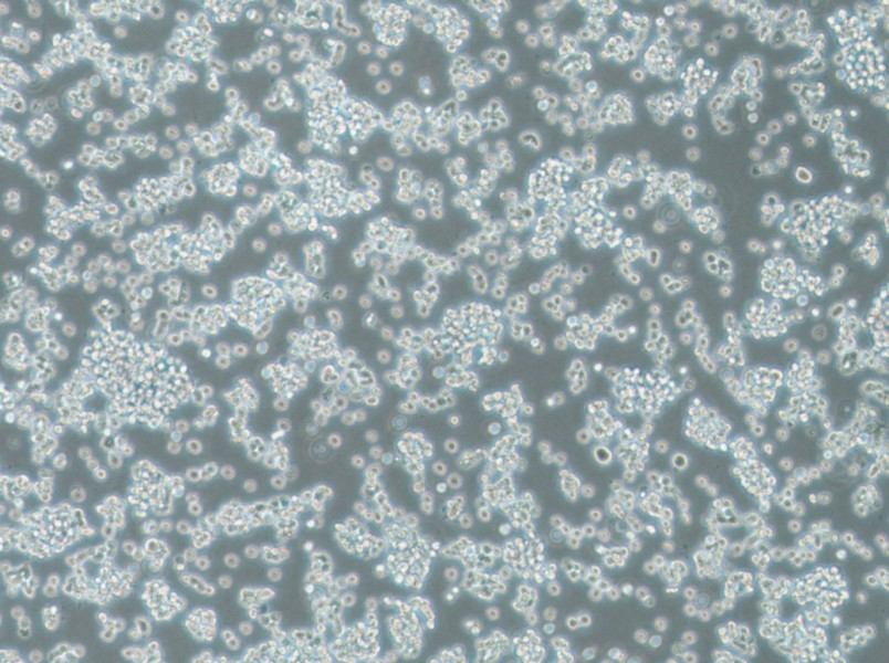BC-3 Cell Complete MediumBC-3 Cell Complete Medium - 3