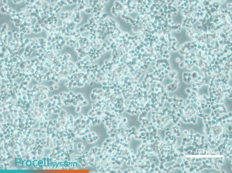 alpha TC1 clone 6 Cell Complete Medium - 1