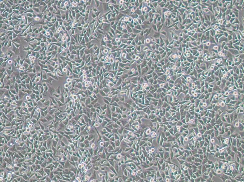Hela 229 Cell Complete MediumHela 229 Cell Complete Medium - 3