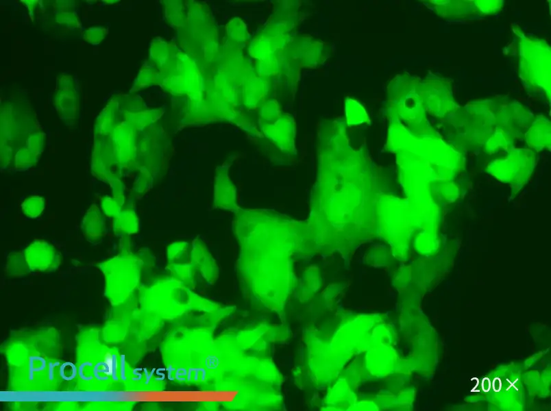 HeP G2-LUC-EGFP Cell Complete Medium - 6