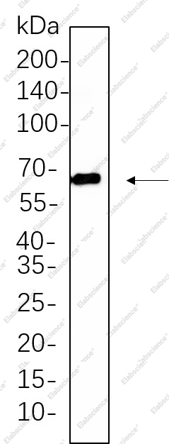 Recombinant Phospho-Src Family (Tyr416) Monoclonal Antibody - 1