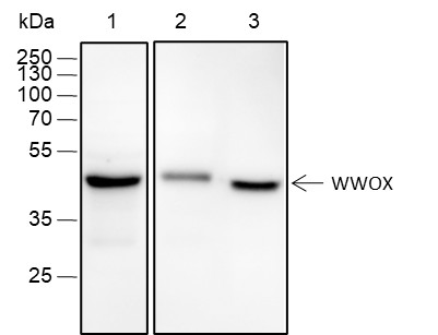 Recombinant WWOX Monoclonal Antibody-searchlist-1