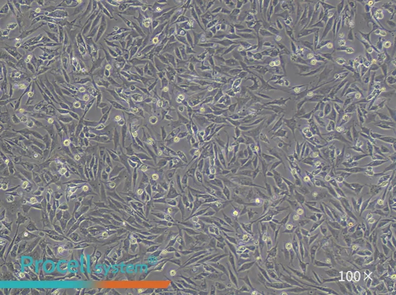UMNSAH/DF-1 Cell Complete Medium - 3