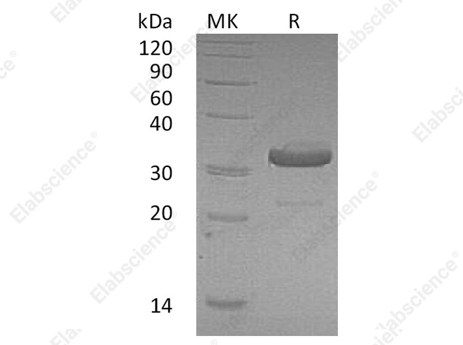 Recombinant Human IgG1 Fc Protein - 1