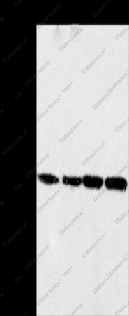 MRPL39 Polyclonal Antibody - 1
