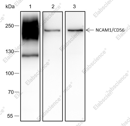 Recombinant NCAM1/CD56 Monoclonal Antibody - 1