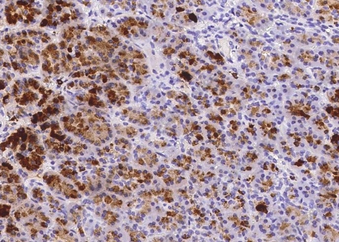 REG1A Monoclonal Antibody - 1