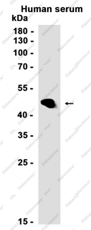 Recombinant LRG1 Monoclonal Antibody - 1