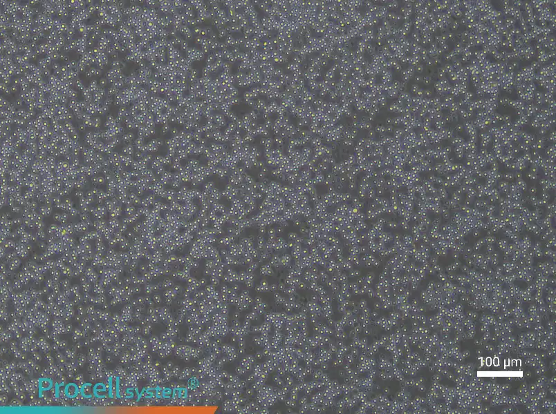 Mouse Splenic Lymphocyte Complete Medium - 1