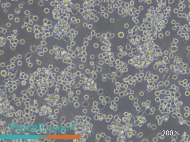 HEL Cell Complete Medium - small - 5