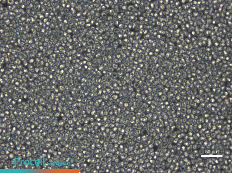 NCI-H929 - 5