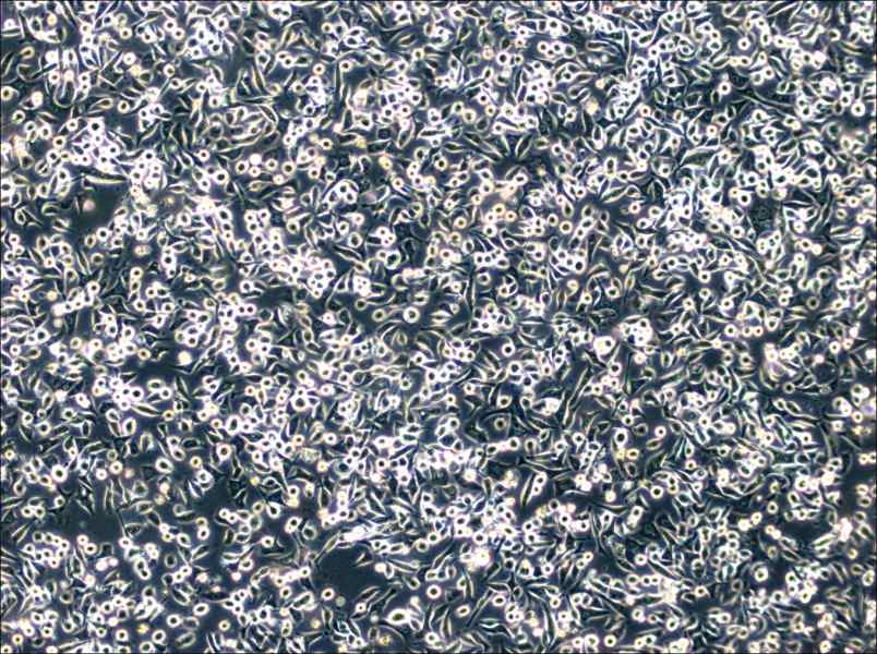 SNU-601 Cell Complete Medium - small - 4