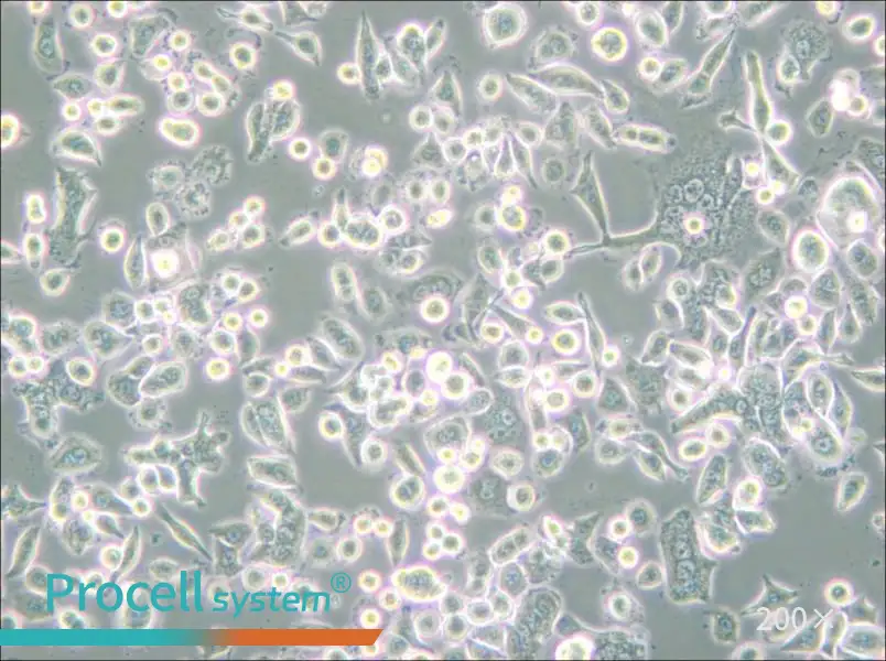 AsPC-1 Cell Complete Medium - 6