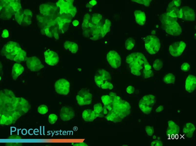 HT-29-GFP Cell Complete Medium - 2