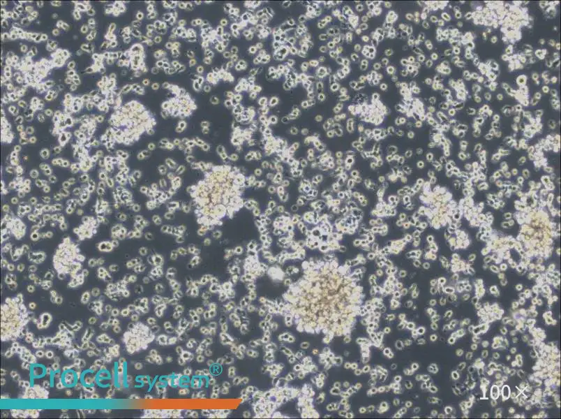 HCC38 BL Cell Complete MediumHCC38 BL Cell Complete Medium - 2