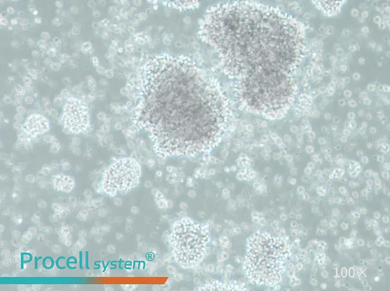SU-DHL-10 Cell Complete MediumSU-DHL-10 Cell Complete Medium - 3