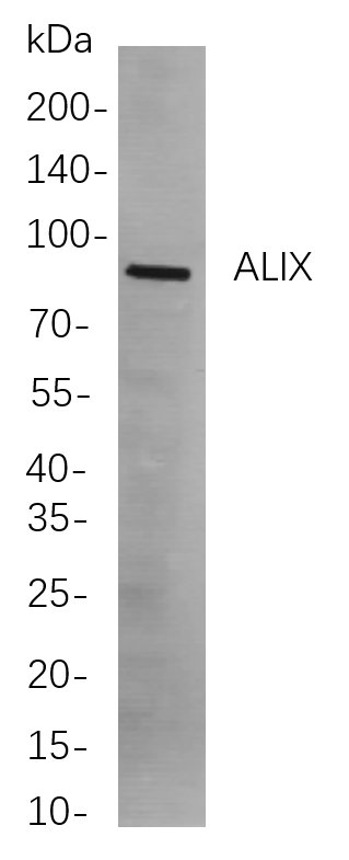 Recombinant ALIX Monoclonal Antibody-searchlist-1