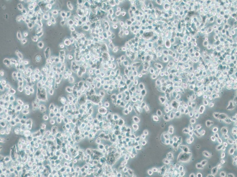 KMS-11 Cell Complete Medium - 4