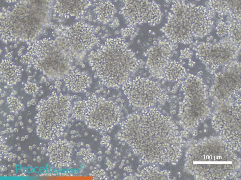 WSU-NHL Cell Complete MediumWSU-NHL Cell Complete Medium - 3