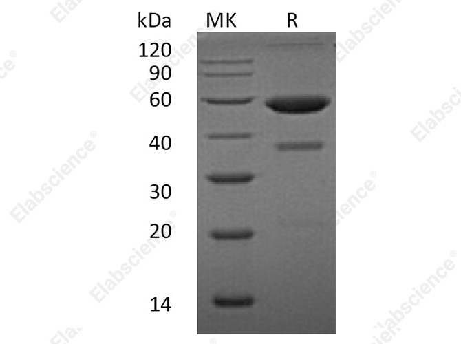 Recombinant Human Ephrin-A1/EFNA1 Protein (Fc Tag) - 1