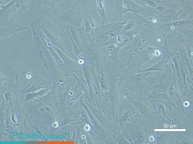 Rat Testicular Leydig Cell Complete Medium - 6
