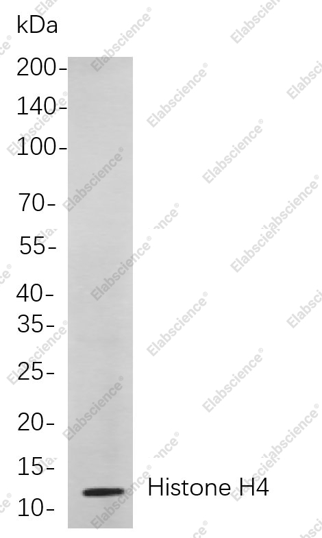 Recombinant Histone H4 Monoclonal Antibody - 1