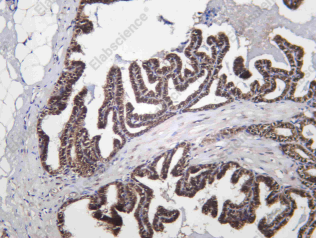 Recombinant STX17 Monoclonal Antibody - 3