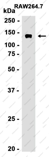Recombinant SF3B3 Monoclonal Antibody - 2