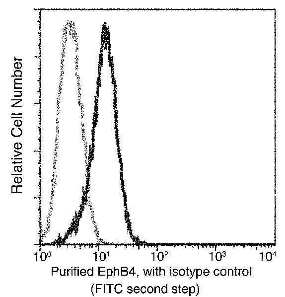 EphB4/HTK Monoclonal Antibody - small - 1
