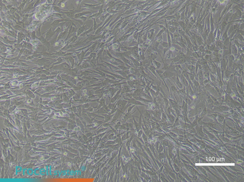 Human Preadipocyte Complete Medium - 1