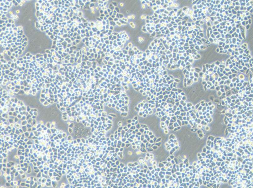 HCT-15-5FU Cell Complete MediumHCT-15-5FU Cell Complete Medium - 3