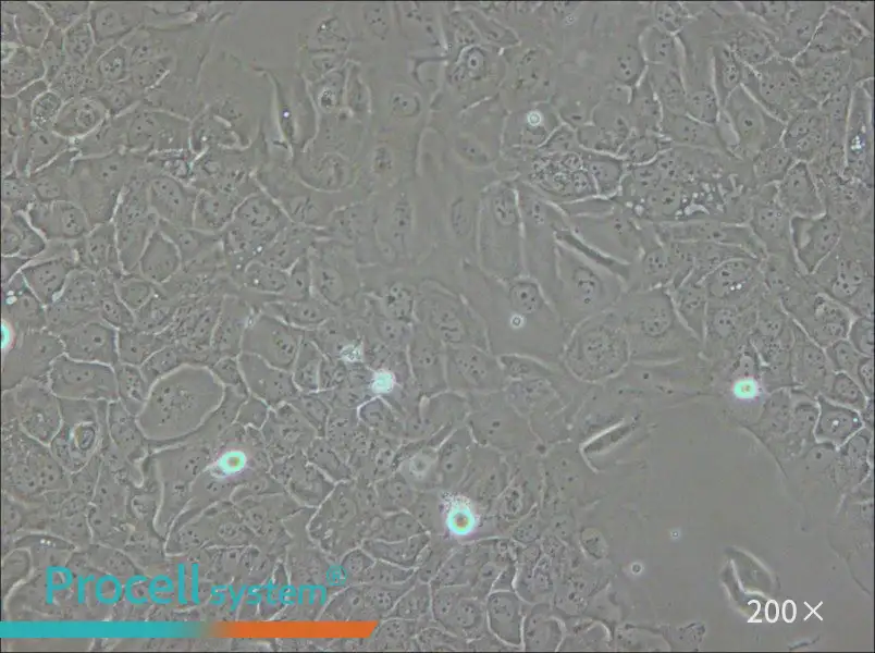 SCC-9 [SCC 9; SCC9] Cell Complete Medium - small - 4