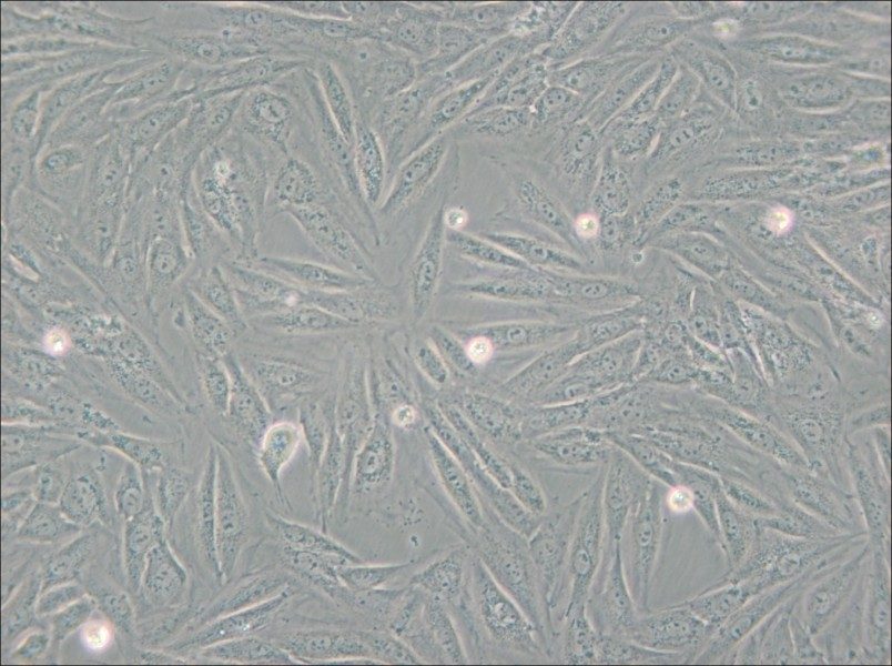 H9c2(2-1) Cell Complete Medium - small - 5