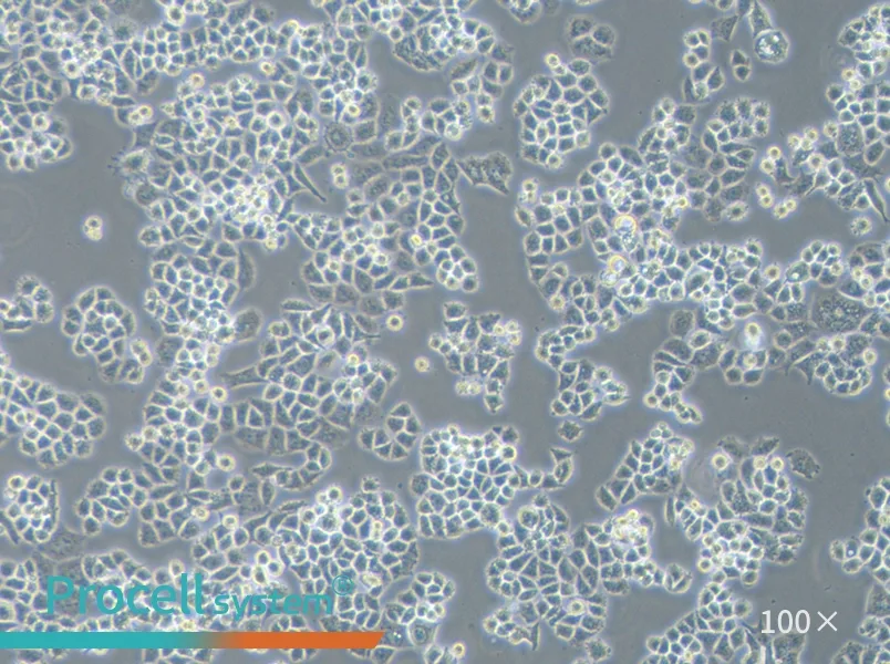 C-33 A Cell Complete Medium - 3