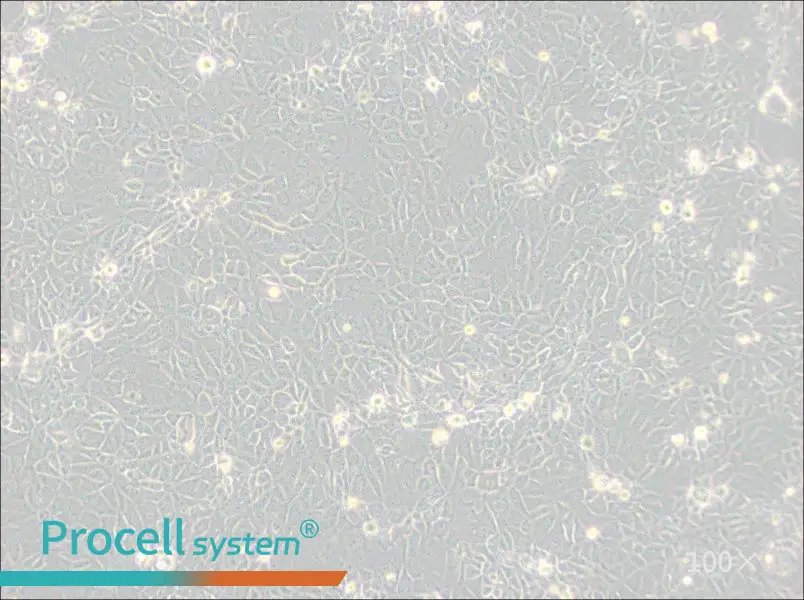 Panc 10.05 Cell Complete Medium - 3
