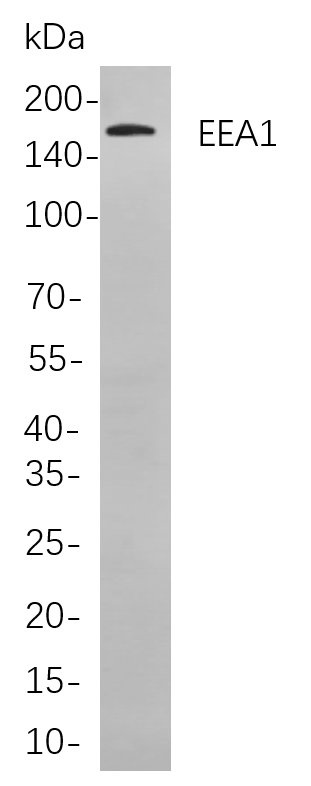 Recombinant EEA1 Monoclonal Antibody-searchlist-1