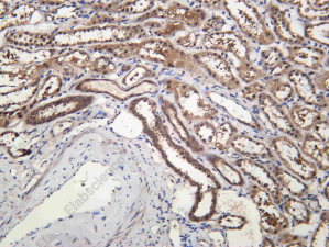 Recombinant FIG4 Monoclonal Antibody - 2