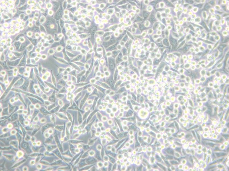 A-204 [A204] Cell Complete Medium - 4