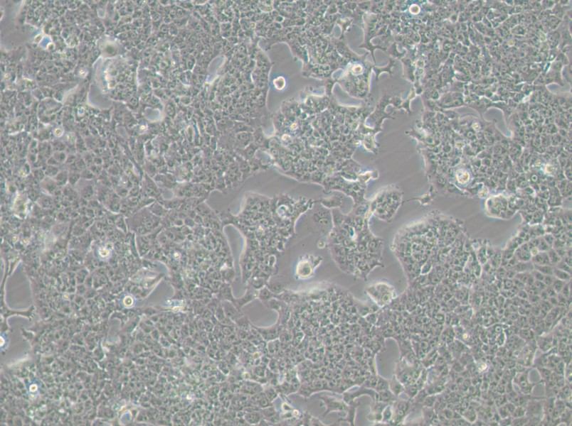 HePa1-6-GFP Cell Complete Medium - 4
