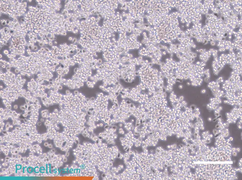 Y3-Ag 1.2.3 Cell Complete MediumY3-Ag 1.2.3 Cell Complete Medium - 2
