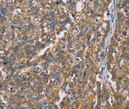 BSG Polyclonal Antibody - 2