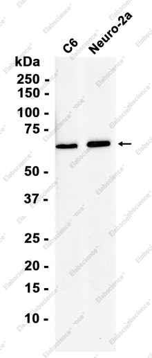 Recombinant AMPK alpha 1 Monoclonal Antibody - 3