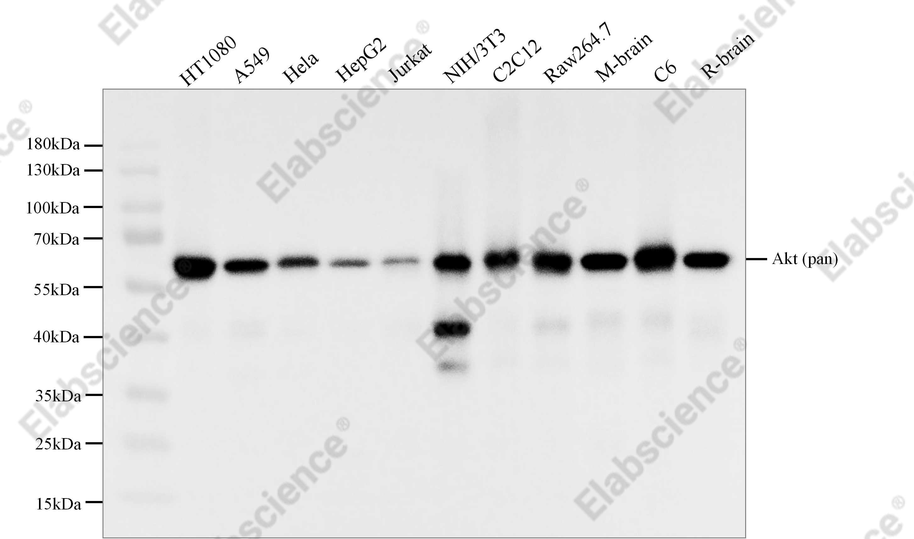 Recombinant Akt (pan) Monoclonal Antibody - 2
