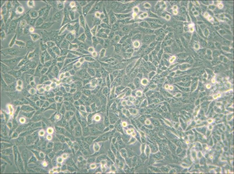 NCI-H157 Cell Complete Medium - 4