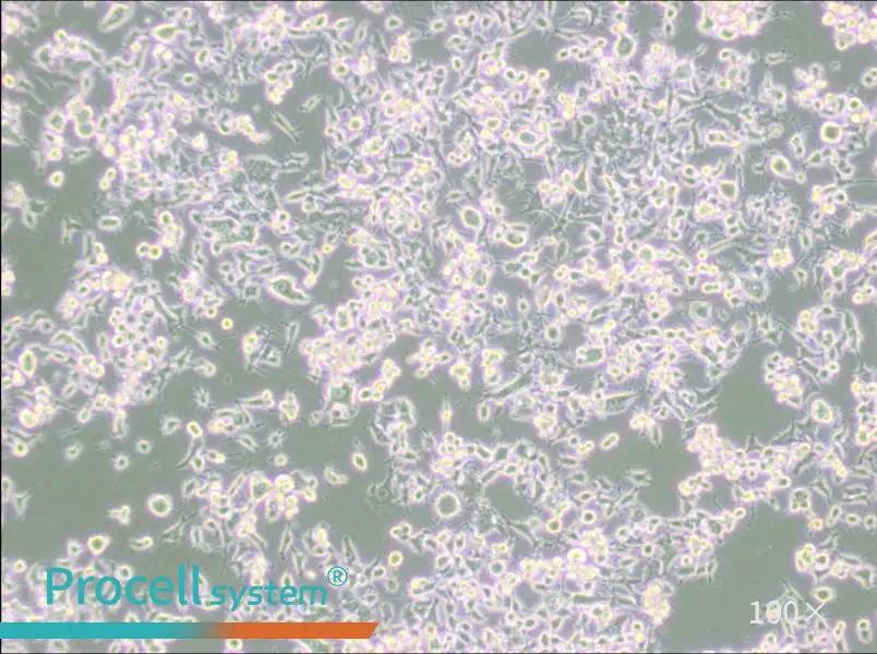 RAG Cell Complete MediumRAG Cell Complete Medium - 3